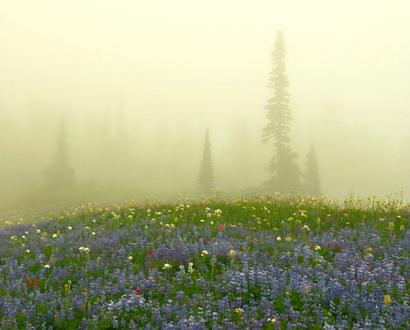 Wild Flowers Bathed In Golden Light