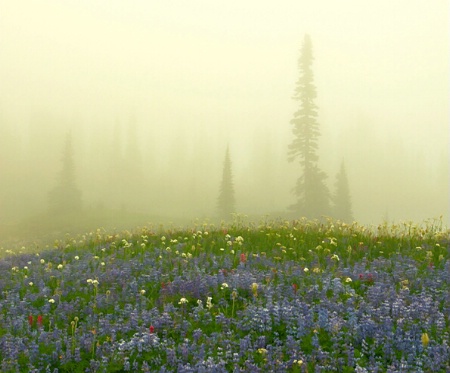 Wild Flowers Bathed In Golden Light