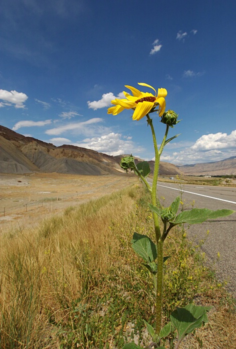 Roadside flower