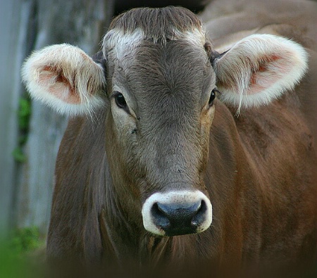 Bad Toupee and Fuzzy Ears