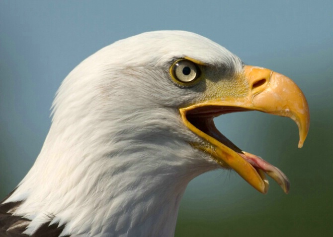 Bald Eagle  - ID: 499001 © Robert Hambley