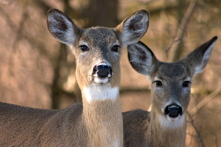 Two Deer - ID: 499002 © Robert Hambley