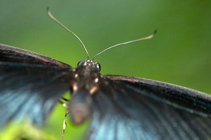 Butterfly's Point of View - ID: 499015 © Robert Hambley