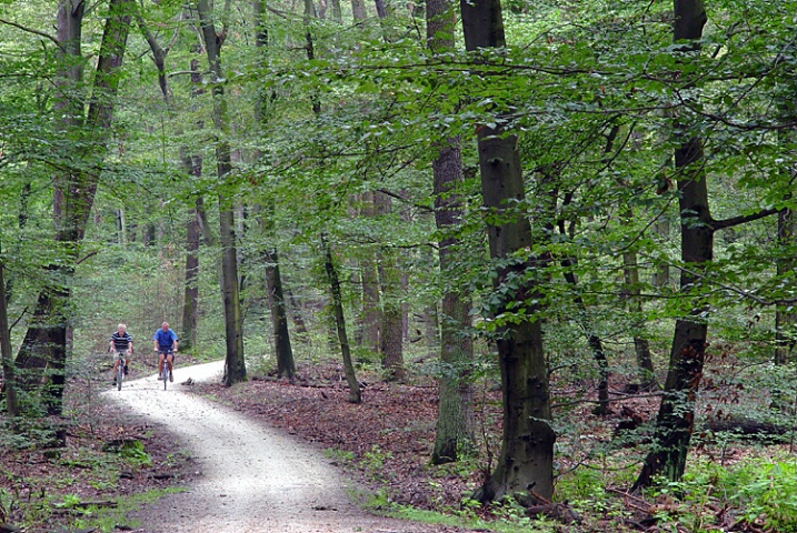 Biking through the woods