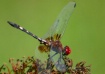 Red Dragonfly per...