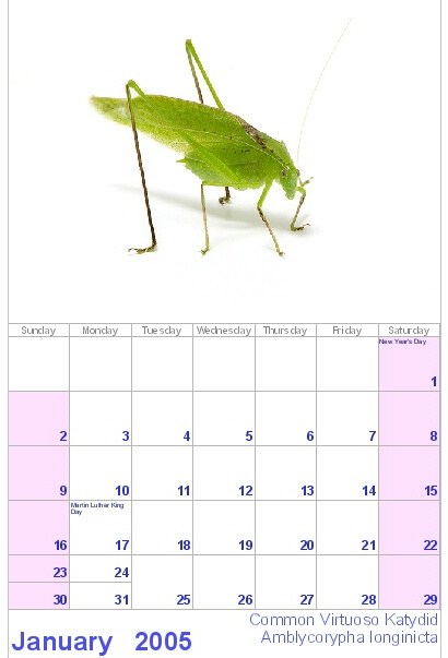 Singing insect calendar with audio CD