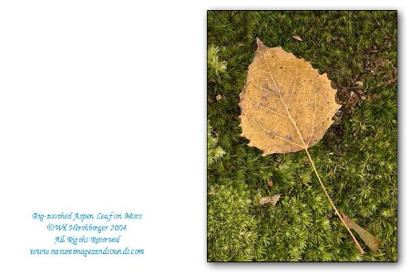 Nature Images note cards
