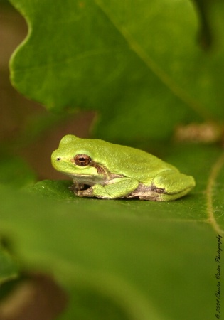 The little tree frog