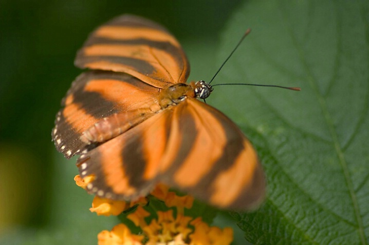 Butterfly - ID: 500229 © Robert Hambley