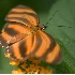 © Robert Hambley PhotoID # 500229: Butterfly