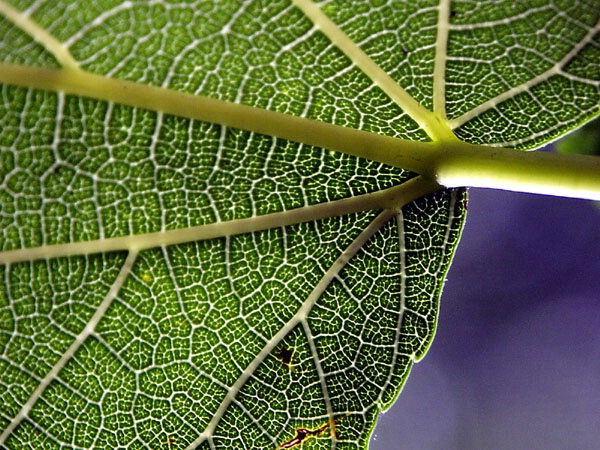 Veins of Leaf