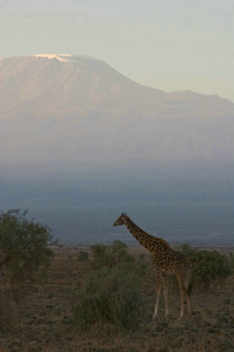 Sunrise over Kilimanjaro - ID: 501037 © James E. Nelson