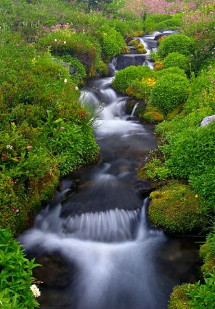 Stream Through Wild flowers