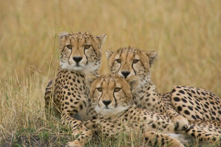 Cheetahs in The Masai Mara - ID: 501720 © James E. Nelson