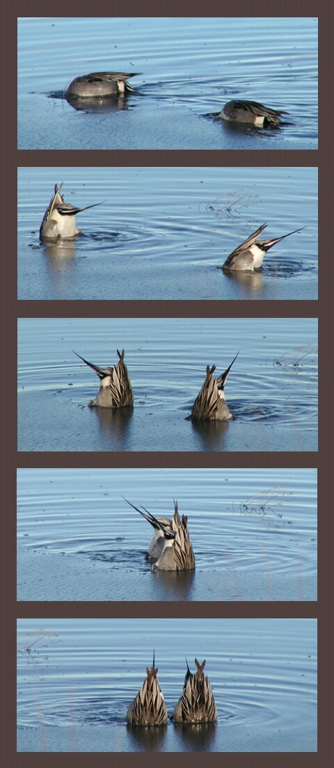 Synchronized Swimming