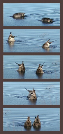 Synchronized Swimming