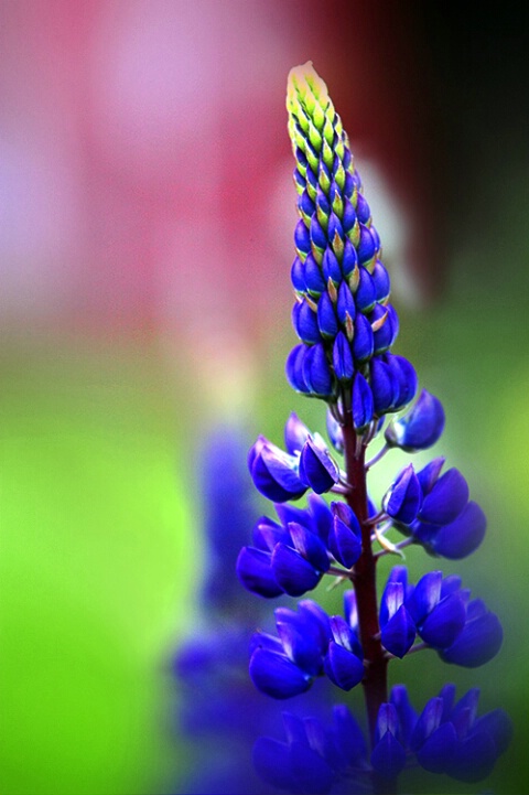 Lonely Lupine