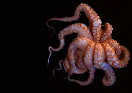 Octopus Simphony