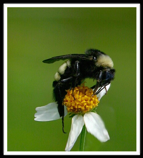 Bee <br><b>by Sara Lopez</b> - ID: 504200 © Sara And Dick