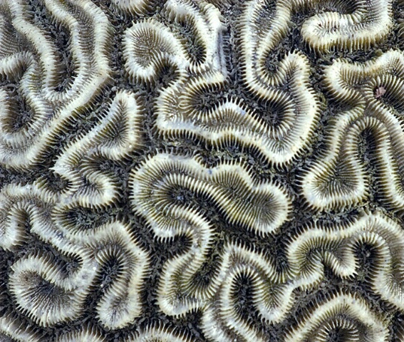Coral Pattern