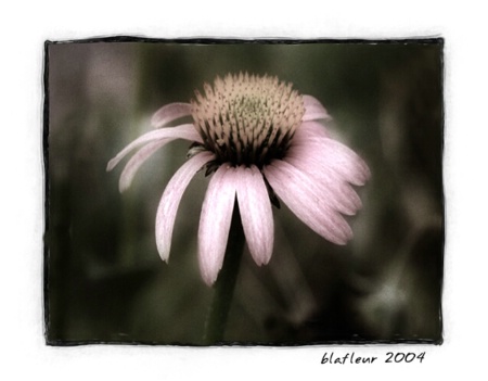 Coneflower Art