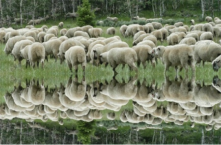 Counting Sheep