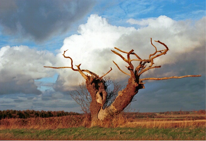 The Stag Horn Tree