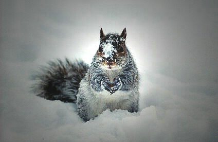 Snowball Fight