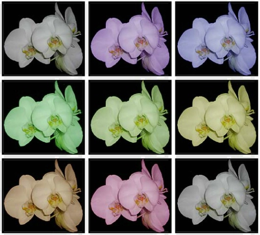 Variation on Orchid