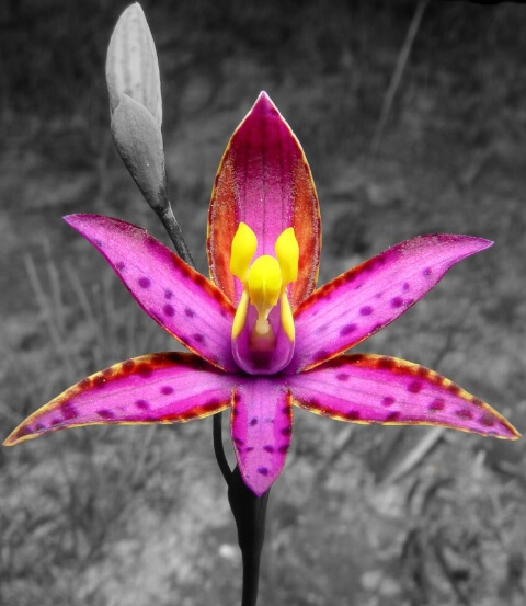 Queen of Sheba Orchid
