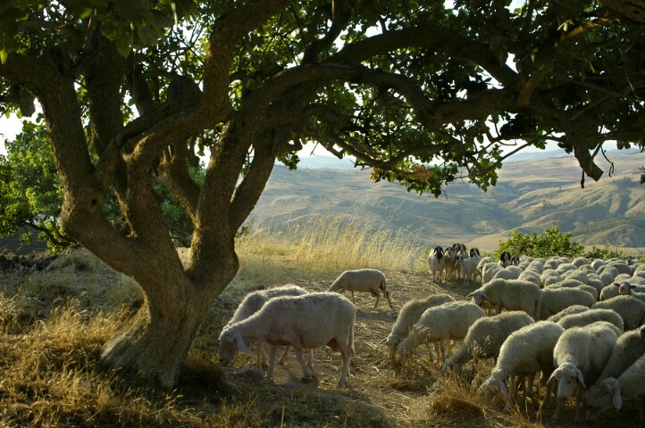 Sicilian Pastoral Scene