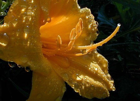 Jewels on a Lily