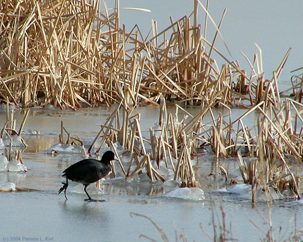 Walking on Water