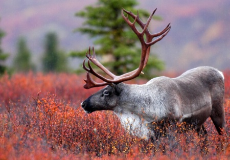 Denali Caribou in the Fall