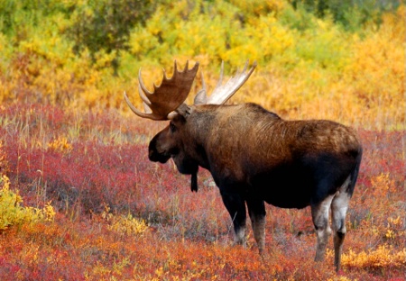 Denali Moose in the Fall