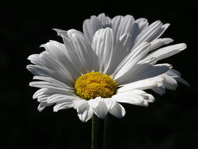 Lazy Daisy Days of Summer