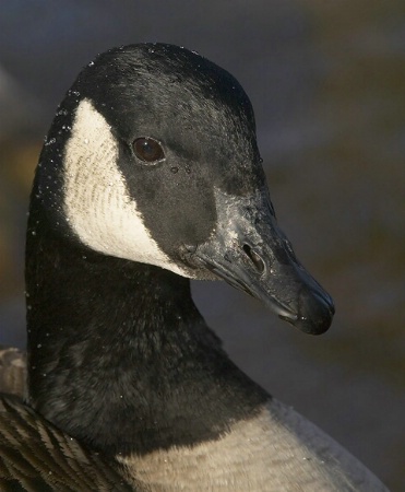 Canada goose portrait
