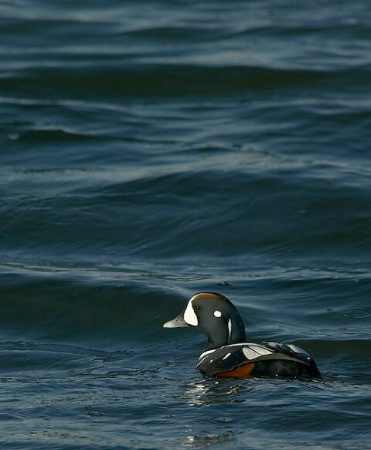 Harlequin duck on the Atlantic