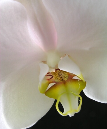 Phalaonopsis_Orchid