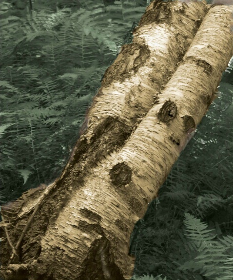 The Fallen Birch - ID: 509497 © Sandra Hardt