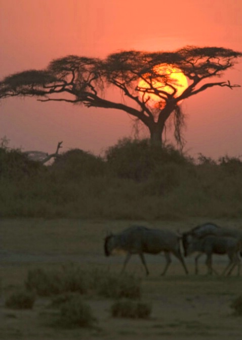 Sunset in Amboseli, Kenya - ID: 509748 © James E. Nelson