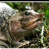 © Sara And Dick PhotoID# 510279: Soft shell turtle<br><b>by Dick Fortune</b> 