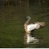 © Robert Hambley PhotoID # 511999: Morning Stretch - Blue-Winged Teal