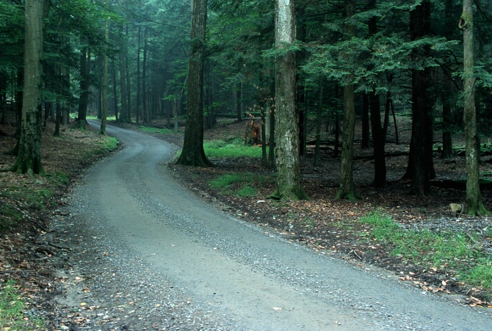 Winding Road In Forest