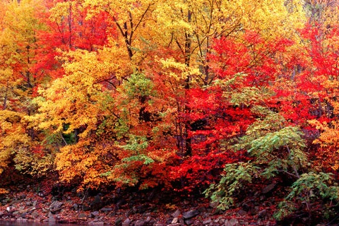 Fall Foliage, Port Clinton,Pa.