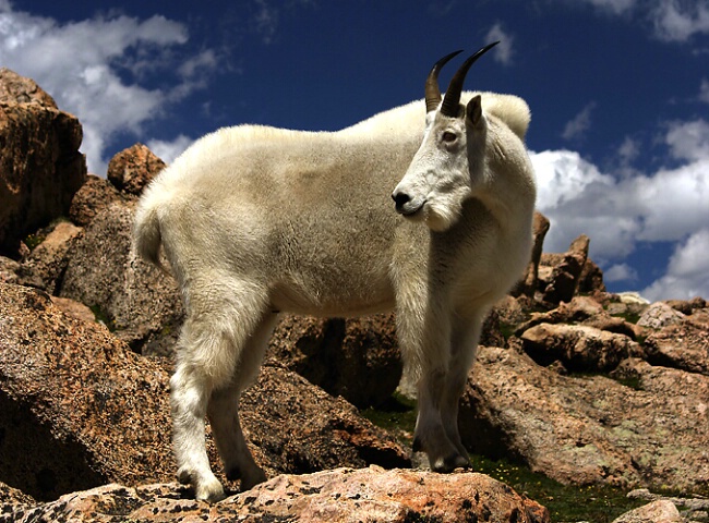 Mountain Goat