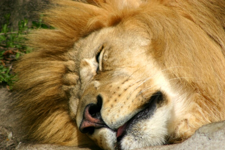 Lion Dreams