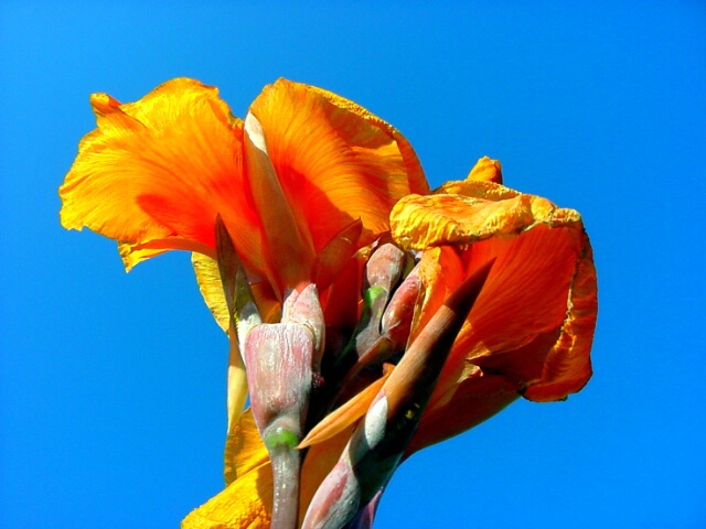 Color of Canna
