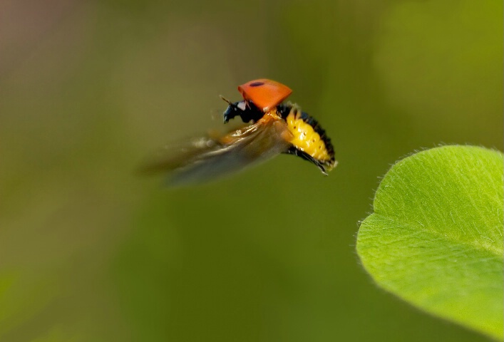 A ladybirds dress