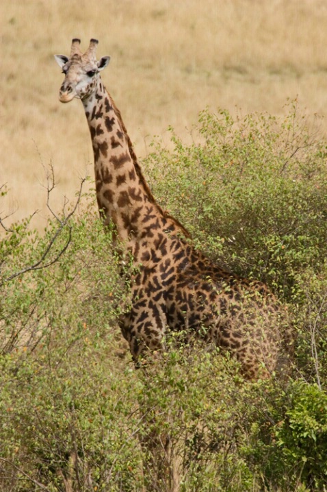 Maasai Giraffe 1 - ID: 515580 © James E. Nelson